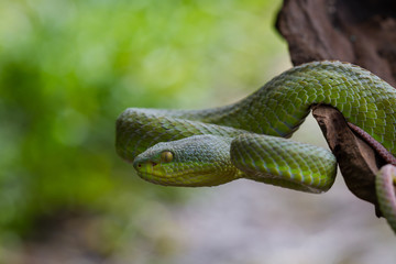 Close up Yellow-lipped Green Pit Viper snake