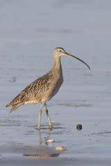 Long-billed Curlew on California Beach