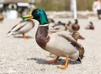 Naklejka na ściany i meble A colourful male duck amongst a team of ducks, with a shallow depth of field.