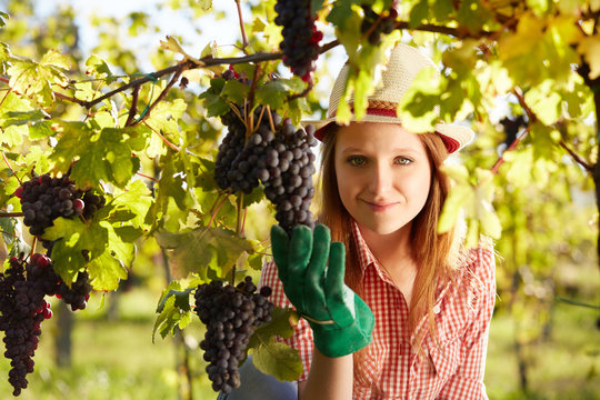 Beautiful young blonde woman harvesting grapes outdoors in vineyard