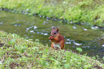 Fototapeta premium The Squirrel in the Park