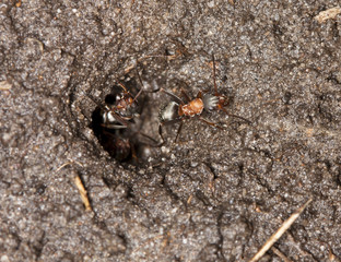 Ant climbed out of the anthill