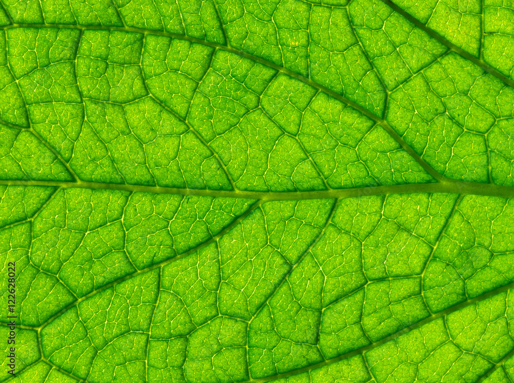 Wall mural close up of green leaf texture