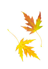 autumn maple leaves on white