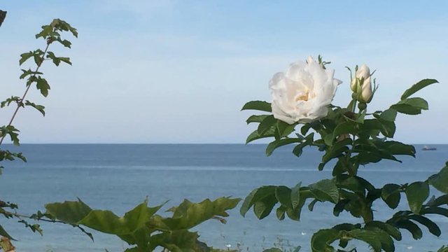 Kartoffelrose am Ostseestrand in Polen