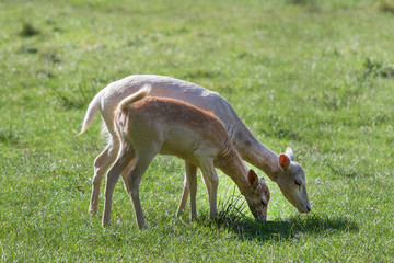 Damwild