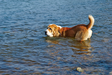 big dog swims in the sea