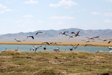 Fototapeta na wymiar flocks of cranes flying above a lake in the Mongolian steppe