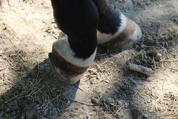 View to hoofs of horse