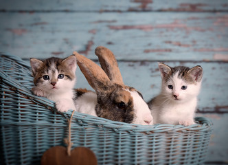 Sweet lovely cats and rabbit 