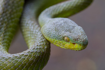 Close up Yellow-lipped Green Pit Viper snake