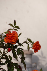 Stillleben. Schönheit des Gartens. Blumen 