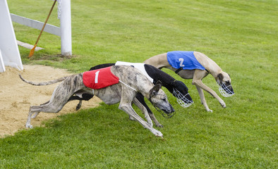 Sprinting dynamic greyhound on the race course
