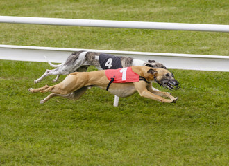 Sprinting dynamic greyhound on the race course