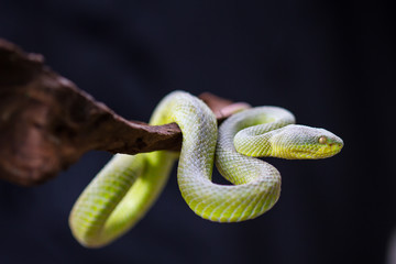 Close up Yellow-lipped Green Pit Viper snake