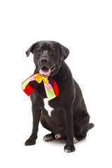 black labrador retriever with a bow in front of white background