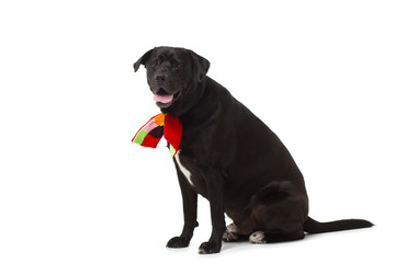 black labrador retriever with a bow in front of white background