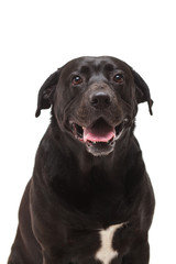 black labrador retriever with a bow in front of white background