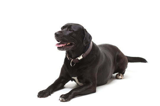 black labrador retriever with a bow in front of white background
