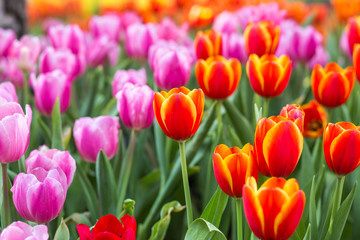 Tulip flower fields