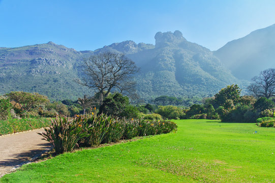 Kirstenbosch botanical gardens, Cape Town, South Africa
