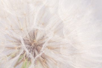 Fototapeta na wymiar Extreme closeup dandelion flower background