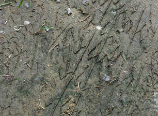 Wheel tracks on wet ground.