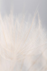 Obraz premium Ekstremalne zbliżenie tło kwiat mniszka lekarskiego