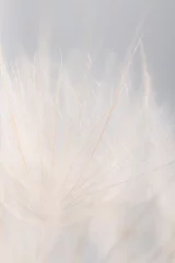 Photo sur Plexiglas Dent de lion Fond de fleur de pissenlit gros plan extrême