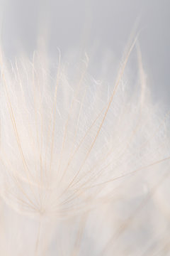 Fototapeta Extreme closeup dandelion flower background