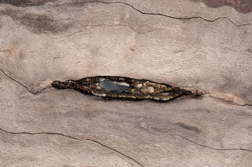 Meeressch&auml;tze - Strandgut - Treibholz. Ostsee