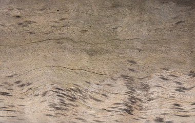 Meeresschätze - Strandgut - Treibholz. Ostsee