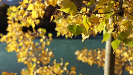 Golden colored autumn leaves by the riverside on a sunny autumn afternoon