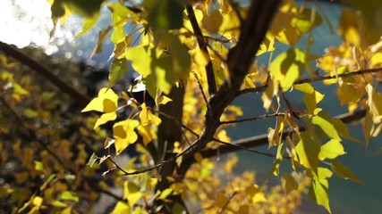 Golden colored autumn leaves by the riverside on a sunny autumn afternoon