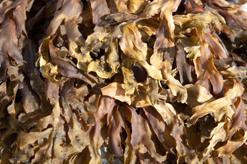 Küstenlinie des Rügens. Deutschland. Ostsee