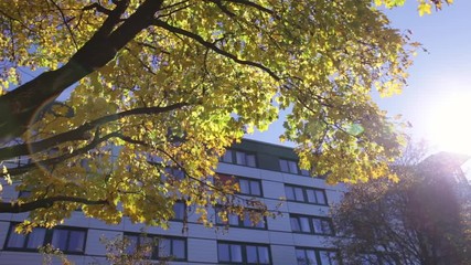 Colorful yellow leaves brightned by the sun shinning in an Autumn morning make for a beautiful composition