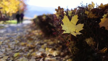 Close-up of the fallen colorful autumn leaves on a bright sunny morning with a couple walking by