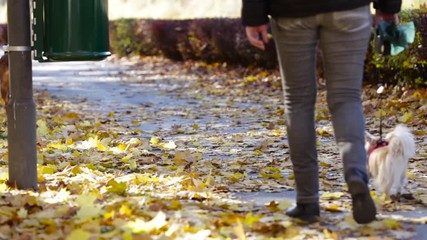 People walking their dogs on a colorful autumn morning