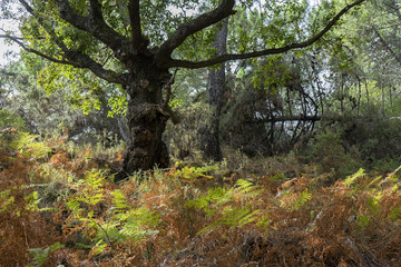 Bosque mediterráneo en el sur de España, Andalucía