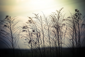 Fototapeta premium Abstract nature background with wild flowers and plants silhouettes at foggy mysterious sunrise. Early morning over the meadow at misty autumn. Blur effect