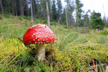 fly agaric mushroom on meadow