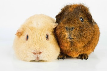 Beautiful Guinea pig. Stock image, macro shot.