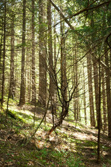 Amazing summer morning landscape of deep highland forest at Carpathian mountains. Ukraine destinations travel background