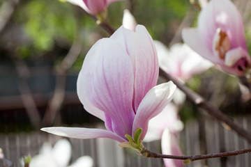 Magnolia - beautiful flowers in a spring day with bee inside