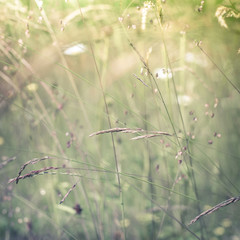 Amazing sunrise at summer meadow with wildflowers. Nature floral background in vintage style