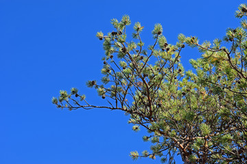 Pine branch with cones against clear blue sky.