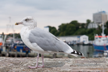 Fototapeta premium Möwen - Raubvögel des Hafens. Norddeutschland