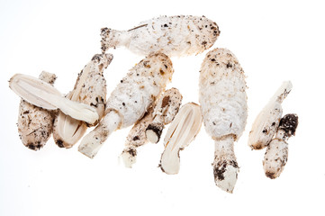 Schopftintling (Champignons) an wei&szlig;en Hintergrund