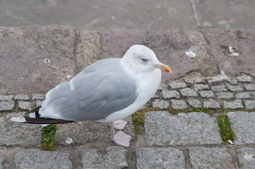 Bewohner von Insel Rügen. Inselräuber - Möwen