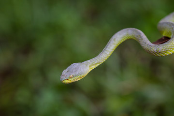 Close up Yellow-lipped Green Pit Viper snake